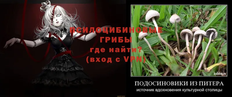 Псилоцибиновые грибы Psilocybe  купить наркотик  Камень-на-Оби 